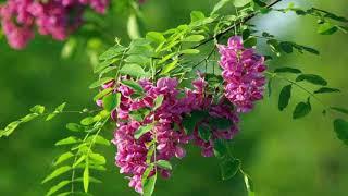 Sophora japonica flowers HD1080p [upl. by Orvie]