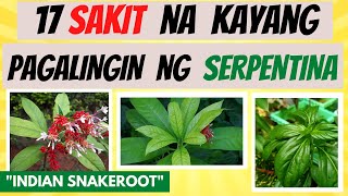 SERPENTINA  mga SAKIT na kayang pagalingin at BENEPISYO sa KATAWAN  Herbal Halamang Gamot [upl. by Noiztneb524]