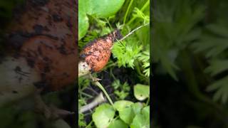 Chantenay Harvest carrotsweet carrots harvesttime growingfood backyardgardening asmrfood grow [upl. by Assisi]