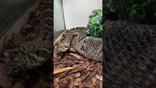 Biggest Venomous Snake Shedding 😱🐍 [upl. by Sanford80]