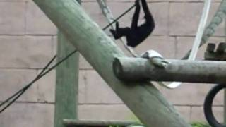 Acrobatic Gibbon 2 [upl. by Nirek]