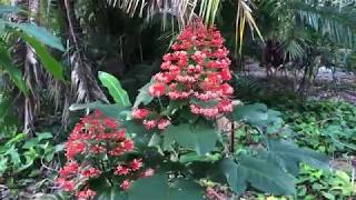 Pagoda Flower  Clerodendrum Paniculatum [upl. by Einahteb843]