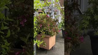 Weigela In Container Reblooming In Summer [upl. by Queena81]