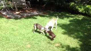 Whippet Italian Greyhound and Miniature Pinscher playing t [upl. by Dorrie]