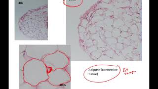 Human Anatomy 1 Lab Connective Tissues [upl. by Ahsilet]