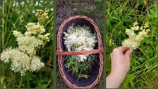 Exploring Meadowsweet Medicinal Uses And Harvesting Tips [upl. by Salas]