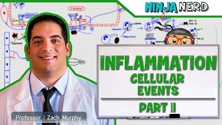 Immunology  Inflammation Cellular Events Part 2 [upl. by Amadis]