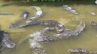 Alligators Turn Feisty During Feeding wildlifeencounter alligators [upl. by Eisned]