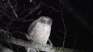 北海道のシマフクロウ Blakistons fish owl shot on SONY NEX FS700 [upl. by Legge]