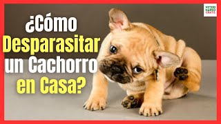 ¿COMO DESPARASITAR UN PERRO CACHORRO EN CASA [upl. by Nivag948]