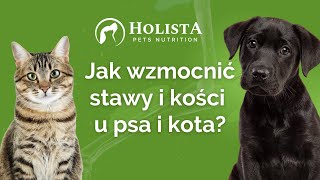 Jak wzmocnić stawy i kości Twojego zwierzaka  5 Webinar Holista [upl. by Issor]