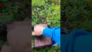 Lingonberry picking harvesting cranberry wildberries [upl. by Karen]