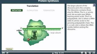 Translation in prokaryotes Animation [upl. by Ocnarf747]