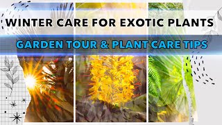 Overwintering Tour amp Winter Care Tips For My Jungle Garden Plants [upl. by Neuberger926]