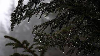 Relaxing Forest Rain Sounds for Sleeping Relax Study  6 Hours Sounds of Rain [upl. by Swainson]