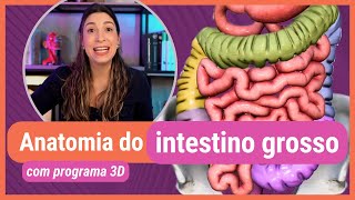 ANATOMIA DO INTESTINO GROSSO Com programa 3D [upl. by Joshi]