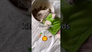 Food that kills parasites in your dog🐕🪱 [upl. by Sedrul273]