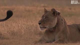 National Geographic Documentary Lions vs Buffalo Wildlife Animal720P HD [upl. by Kwang551]