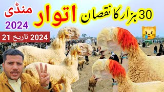 Bakra Eid Video 2024  Itwar Mandi ğŸ˜± Sabir goat farm [upl. by Aserej]