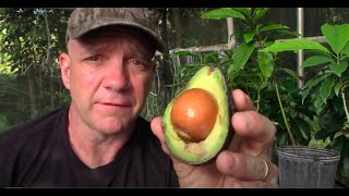 Why a Hass Avocado Seed Does Not Give Us a Hass Avocado Tree [upl. by Meekar]