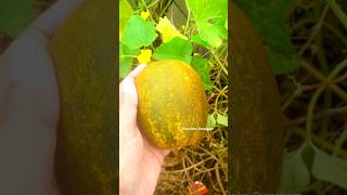 దోసకాయ Yellow Cucumber harvest in terrace garden harvesting agriculture gardening shortvideo [upl. by Jarret84]