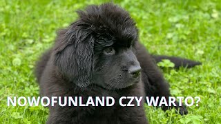 OBEJRZYJ FILM ZANIM ZDECYDUJESZ SIĘ NA NOWOFUNLANDA CZY WARTO CO POWINIENEŚ WIEDZIEĆ OD POCZĄTKU [upl. by Eillehs]