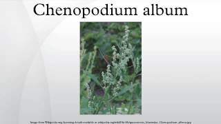 Chenopodium album [upl. by Kroo]