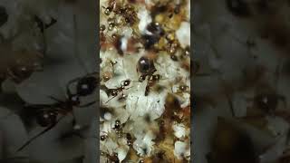 Pheidole Nodus ants macro footage edsants macro macrovideography pheidole noda weloveants [upl. by Fotinas]