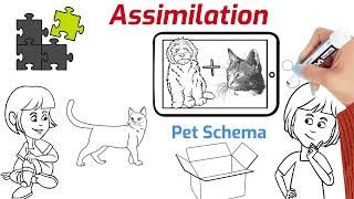 Assimilation vs Accommodation Understanding Cognitive Processes [upl. by Oiznun]