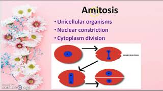 Cell Division Amitosis class 9 [upl. by Eanrahs]