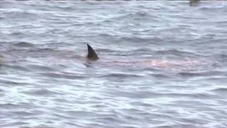 sea lion is attacked by white shark at Farallon Islands [upl. by Albie174]