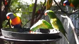 Rainbow Lorikeets and Scalybreasted Lorikeets feeding together [upl. by Ordnajela]