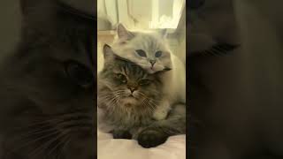 Cuddly Cat Breeds  Affectionate Cat Breeds catbreeds catbreed cat [upl. by Toma]