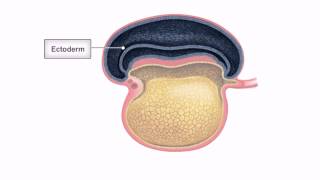 General Embryology  Detailed Animation On Embryonic Folding [upl. by Atsocal]