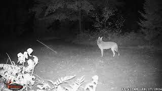 Coyote on food plot [upl. by Yendis371]