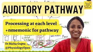 Auditory pathway physiology of hearing  Special senses physiology mbbs 1st year [upl. by Ivon]