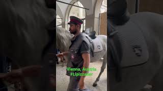 Lipizzaner horse training Vienna Austria Spanish Riding School horse vienna travel [upl. by Atterol]