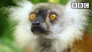 Lemurs get high  Spy in the Wild  BBC [upl. by Akehs]