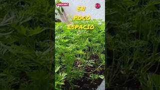 EL MEJOR REMEDIO PARA CULTIVAR ZANAHORIA 🥕 EN TU CASA EN POCO ESPACIO 🌱🌿🌳shorts [upl. by Androw]