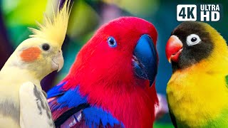 Wonderful Small Parrots  Soothing Nature Scenes  Stress Relief  Relaxing Bird Sounds  Calm Time [upl. by Ashbaugh934]