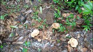 Rainwater filled infundibuliform or funnel shaped Lentinus velutinus in Gulem Canacona 3 [upl. by Fulks]