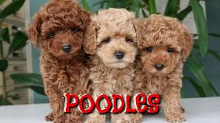 TOP Quality Red Poodle Puppies for Sale Red Coat Purebreed Quality Poodle Puppy Boskys Kennel [upl. by Accire]