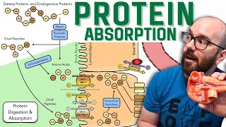 How the Body Digests and Absorbs Proteins  Broken Into Easy Steps [upl. by Eledoya]