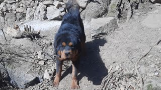 Tibetan Mastiff Barking  Barking Sound Video Of Tibetan Mastiff  Bhote Kukur [upl. by Elisha]