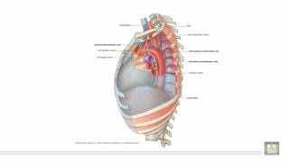 Anatomy 1  C1  L6  Posterior mediastinum amp radiology of the thorax [upl. by Kehr]