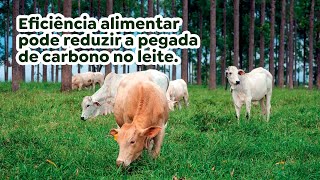 Eficiência alimentar pode reduzir a pegada de carbono no leite [upl. by Nonnad]