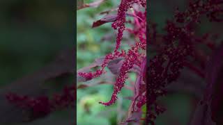 Amaranth Greens in Motion A Stunning Time Lapse of Rapid Plant Growth [upl. by Barger]