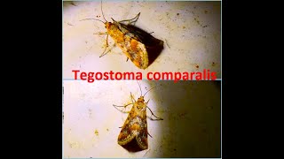 Tegostoma comparalis by Theo [upl. by Westfall]