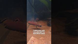 The Most Epic Betta Macrostoma Battle bettafish wildbetta [upl. by Abibah]