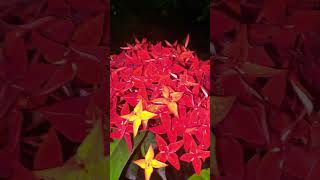 Lxora coccinea🏵️ Ixoracoccinea lxora lxoraflower flowers gardening shorts ytviral ytshort 🌿 [upl. by Wood]